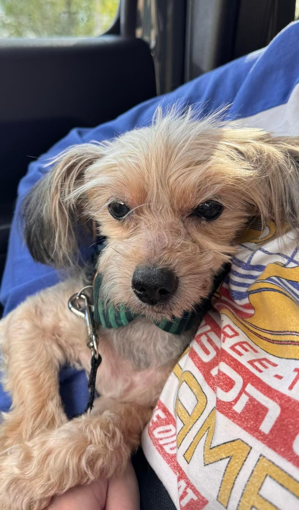 Cosmo, ADOPTABLE, Senior Male Yorkie Poo.