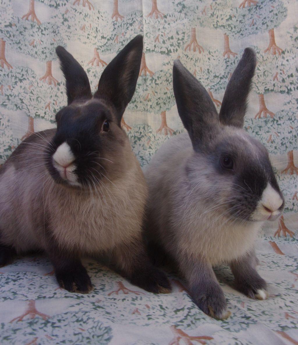 Rick/Gracie, adoptable, Adult Male American Sable & Dutch.