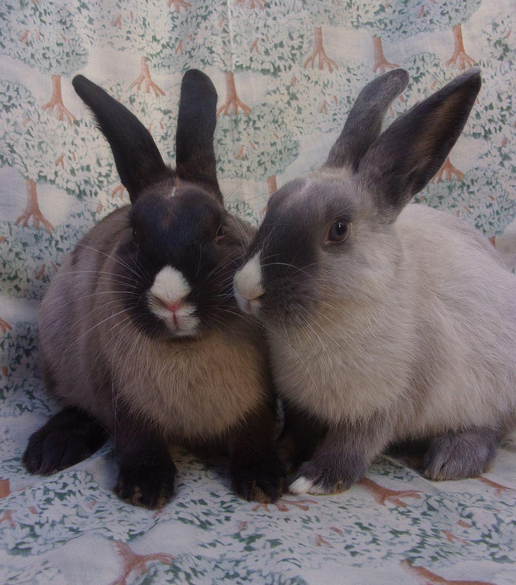 Enlarge Rick/Gracie, an adoptable mixed breed in Goleta, CA image 2/2