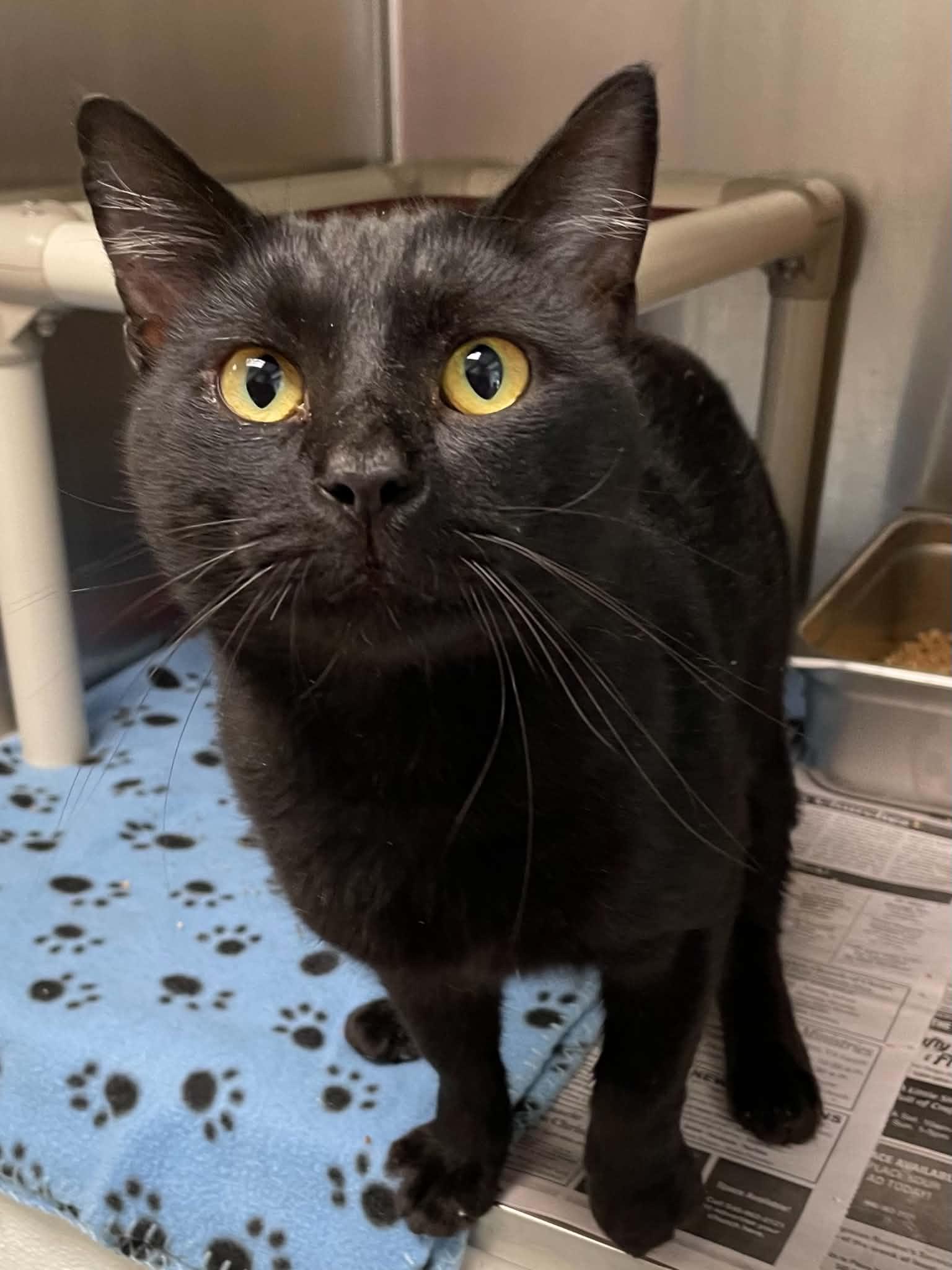 Enlarge Binx, a Adoptable Domestic Short Hair in Covington, VA image 1/1