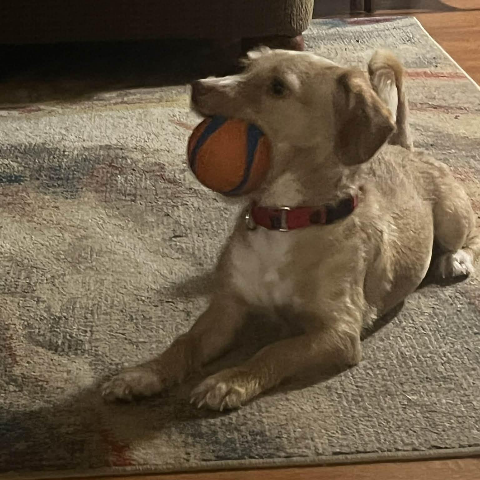 Enlarge Jolie, a ADOPTABLE Terrier in Norwalk, CT image 5/6