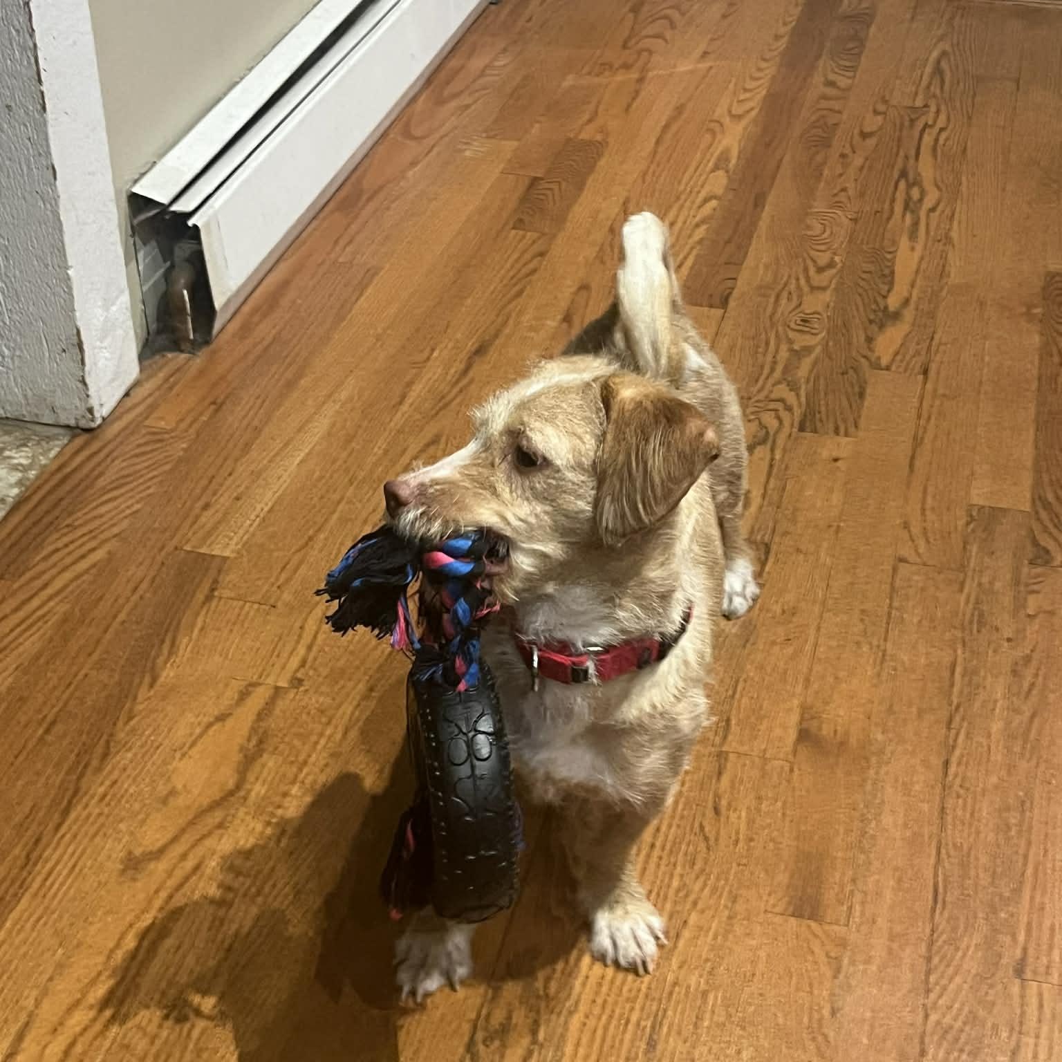 Enlarge Jolie, a ADOPTABLE Terrier in Norwalk, CT image 4/6