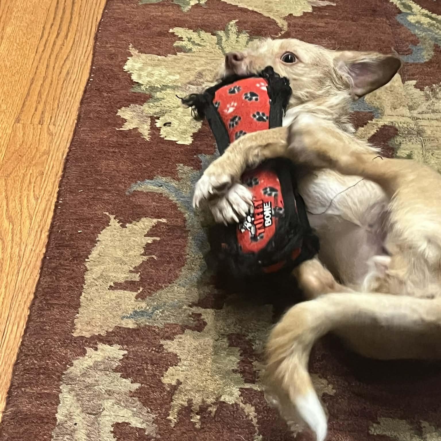 Enlarge Jolie, a ADOPTABLE Terrier in Norwalk, CT image 3/6