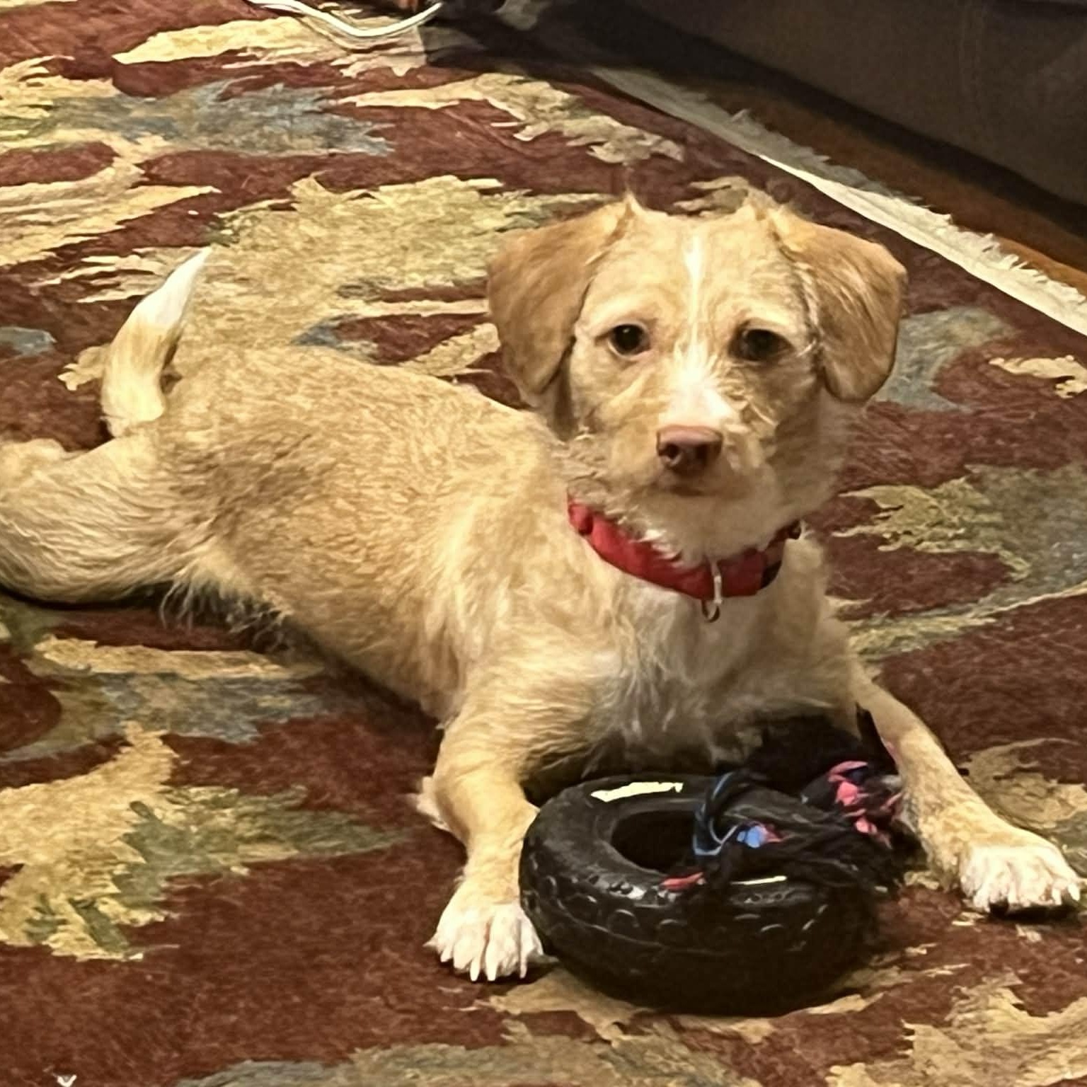 Enlarge Jolie, a ADOPTABLE Terrier in Norwalk, CT image 2/6