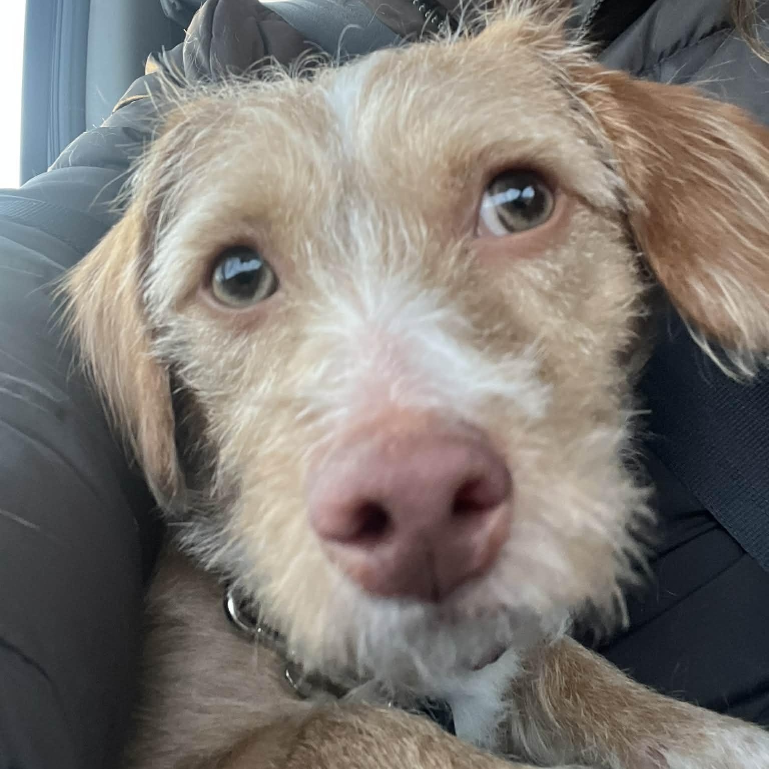 Jolie, ADOPTABLE, Puppy Female Terrier.