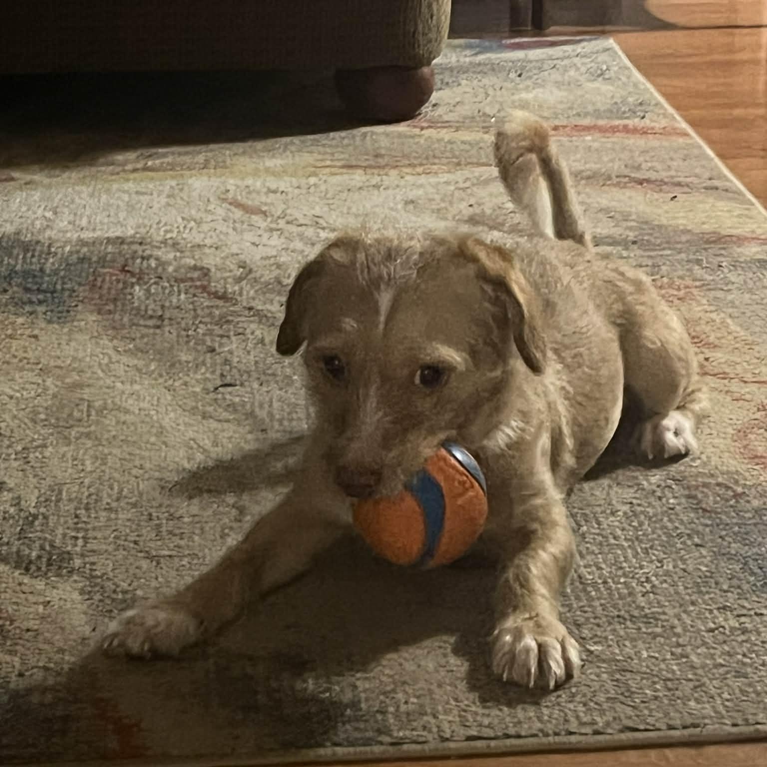 Enlarge Jolie, a ADOPTABLE Terrier in Norwalk, CT image 6/6