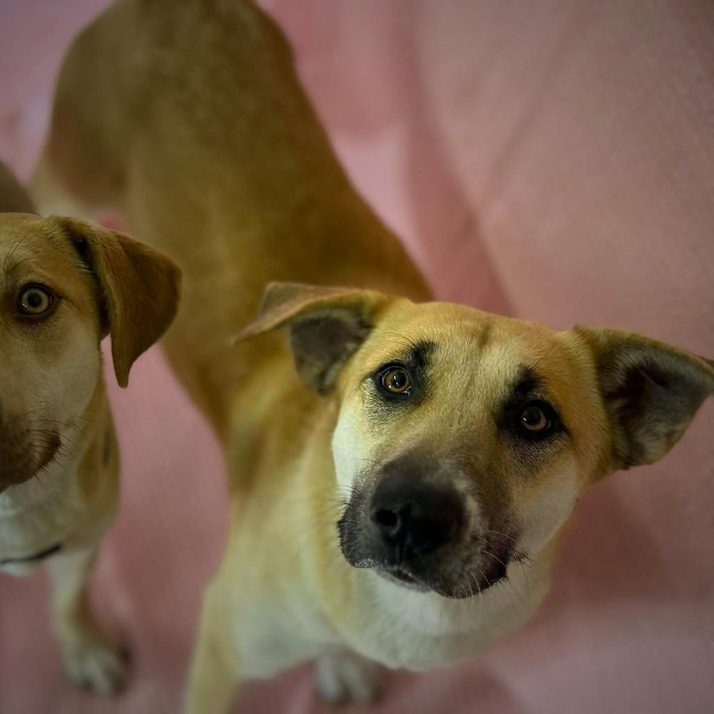 Enlarge Sage, a Adoptable mixed breed in ONeill, NE image 1/4