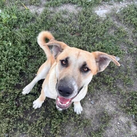 Enlarge Sage, a Adoptable mixed breed in ONeill, NE image 3/4