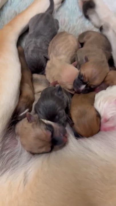 Enlarge Sage, a Adoptable mixed breed in ONeill, NE video 2/4