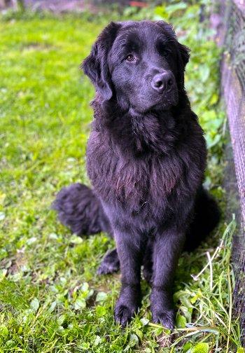 Flint, Adoptable, Puppy Male Great Pyrenees & Golden Retriever.