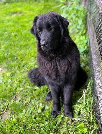 Flint, a Adoptable mixed breed in Bedford Hills, NY image 3/6