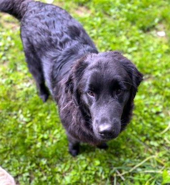 Flint, a Adoptable mixed breed in Bedford Hills, NY image 4/6