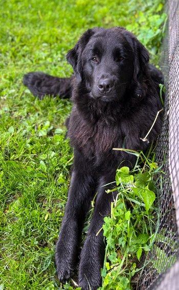 Flint, a Adoptable mixed breed in Bedford Hills, NY image 5/6