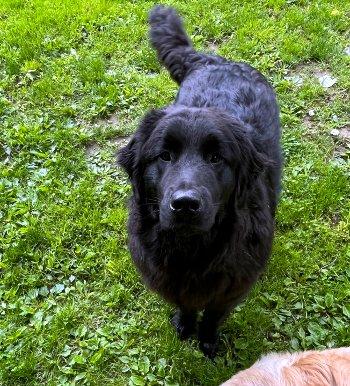 Flint, a Adoptable mixed breed in Bedford Hills, NY image 6/6