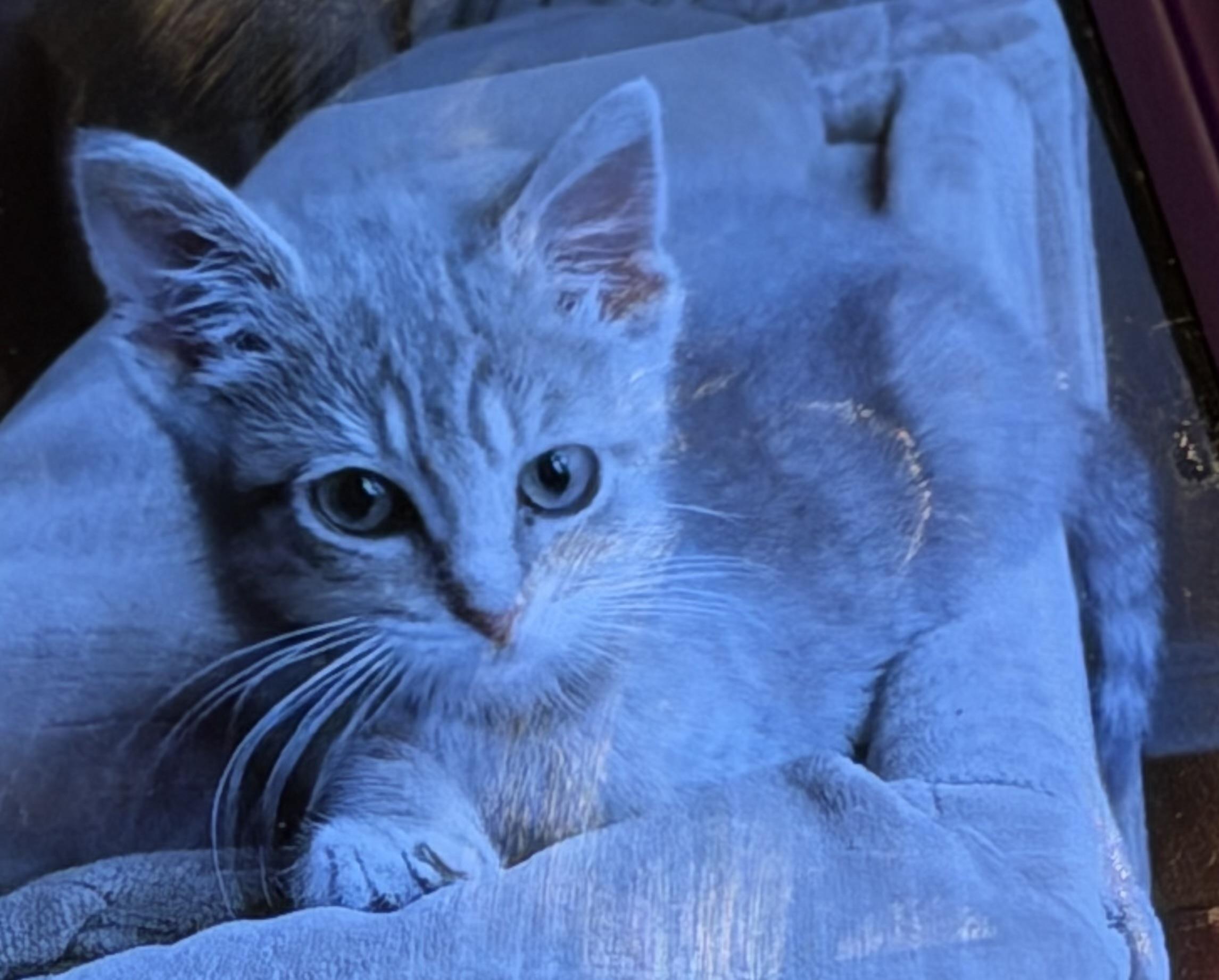 Queenie, ADOPTABLE, Kitten Female Domestic Short Hair.