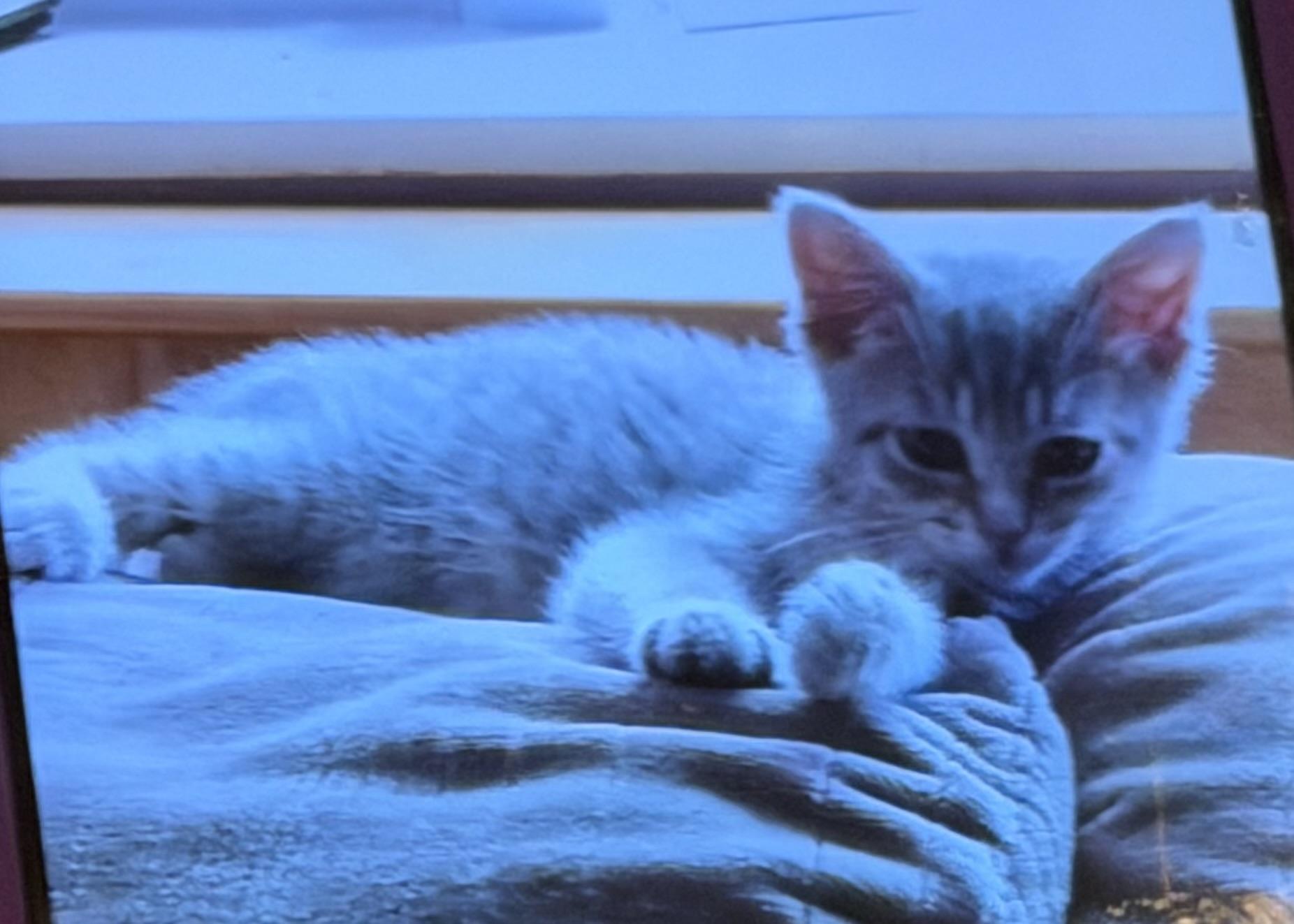 Queenie, a ADOPTABLE Domestic Short Hair in Ardsley, NY image 3/4