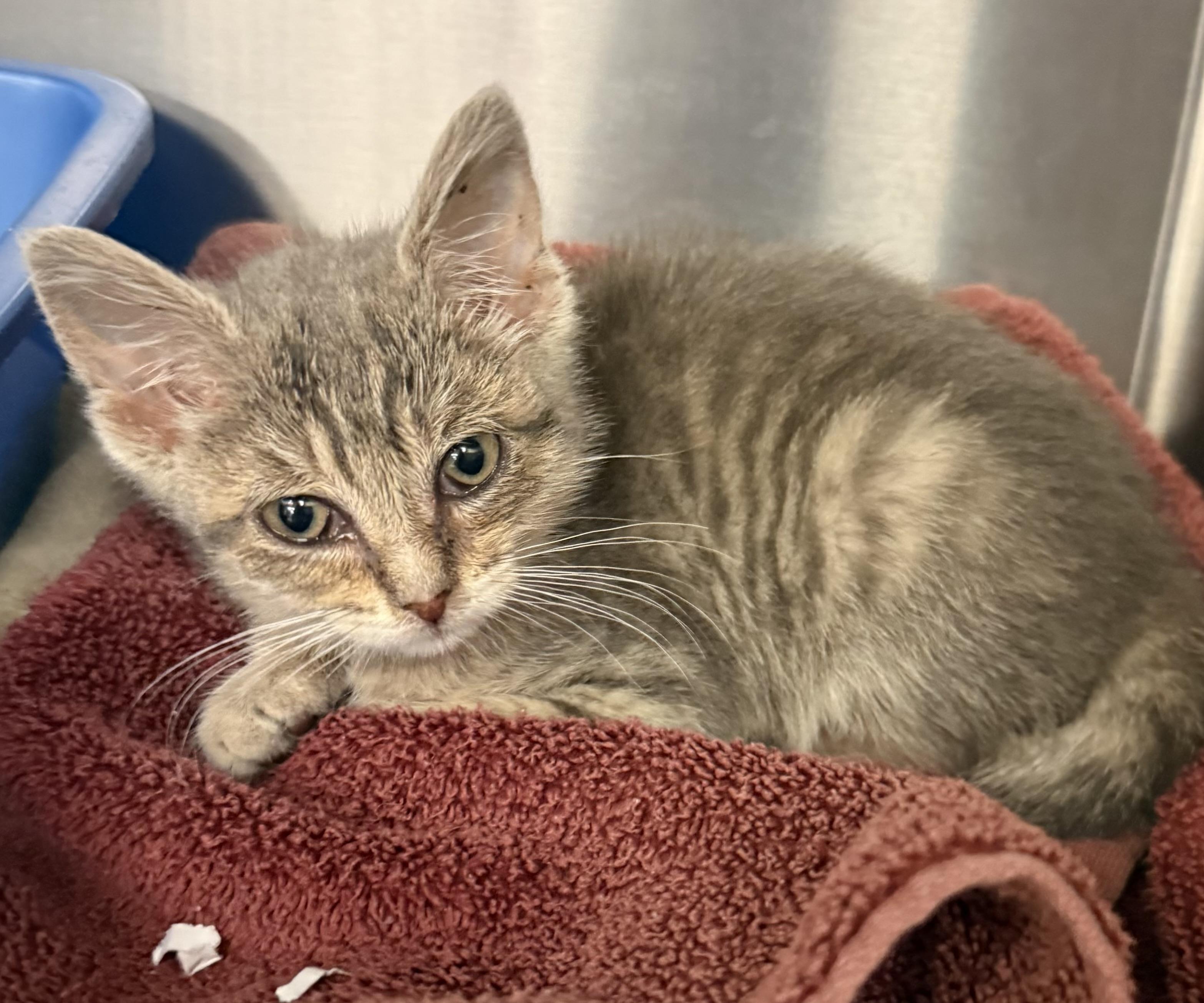 Queenie, a ADOPTABLE Domestic Short Hair in Ardsley, NY image 4/4