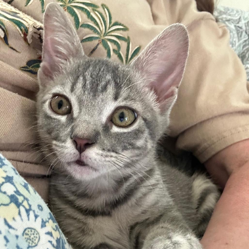 Stromboli, Adoptable, Kitten Female Domestic Short Hair.