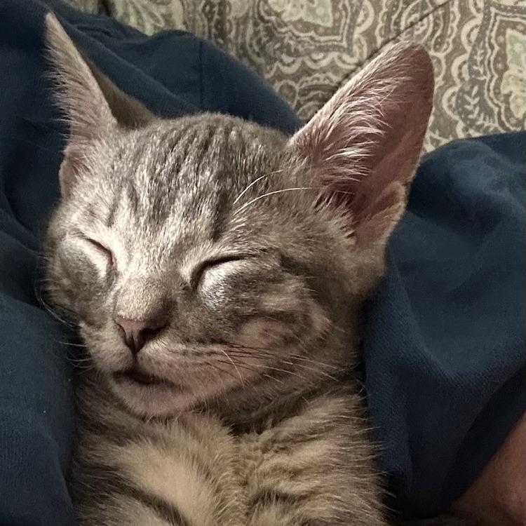 Enlarge Stromboli, a Adoptable Domestic Short Hair in Plano, TX image 2/5