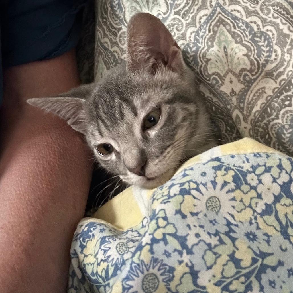 Enlarge Stromboli, a Adoptable Domestic Short Hair in Plano, TX image 3/5