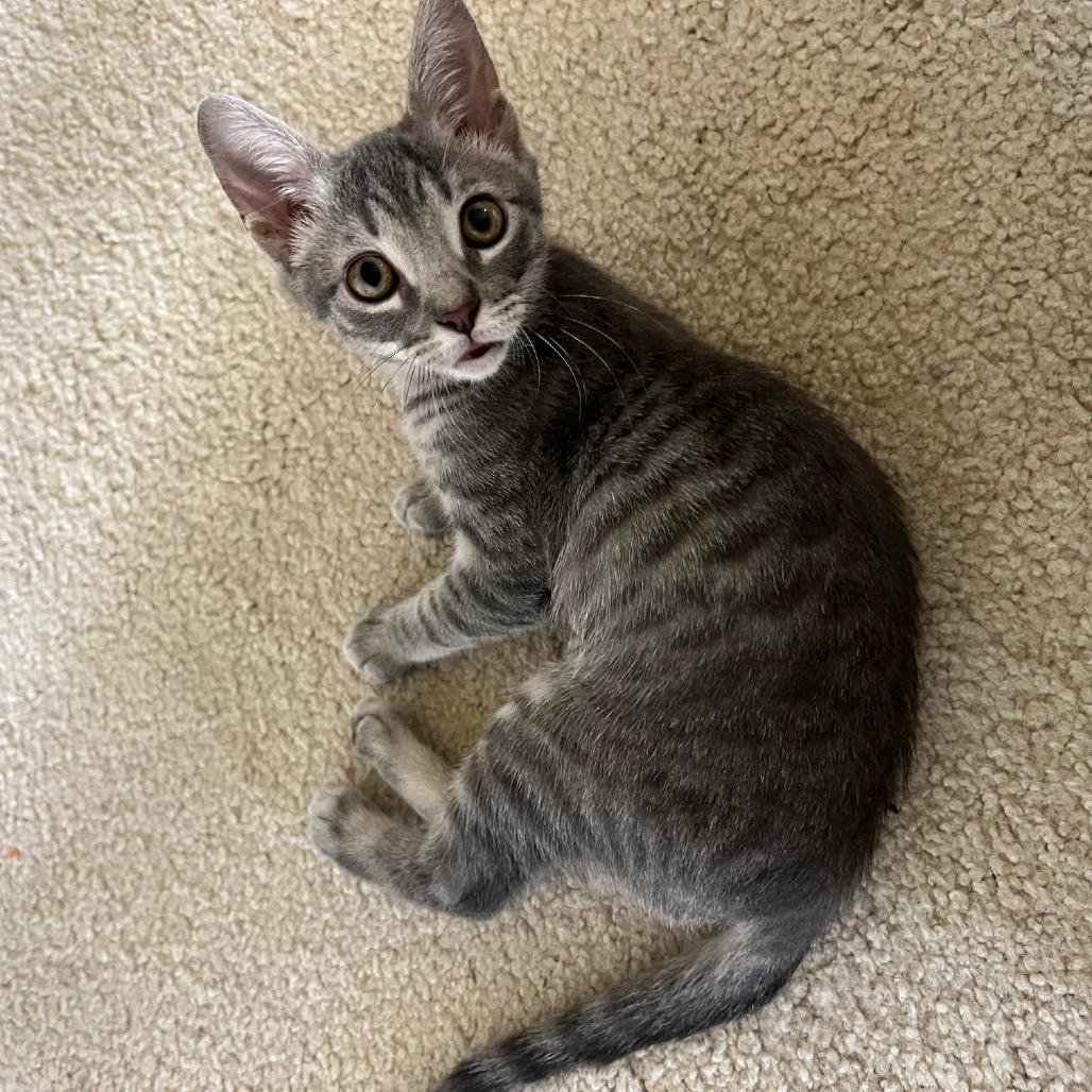 Enlarge Stromboli, a Adoptable Domestic Short Hair in Plano, TX image 5/5
