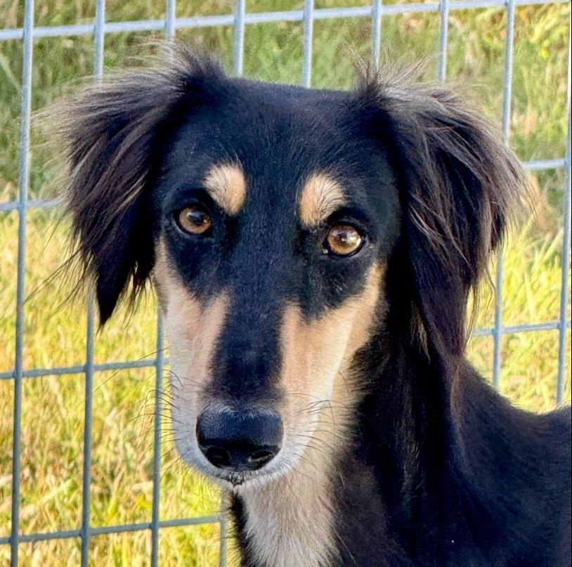 Roman-Royal dog of Egypt, an adoptable Saluki in San Antonio, TX, 78230 | Photo Image 1
