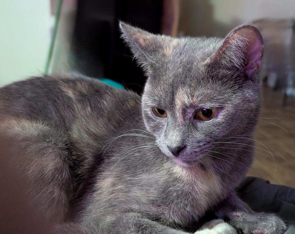 Enlarge Marmalade, a Adoptable mixed breed in Buford, GA image 1/6