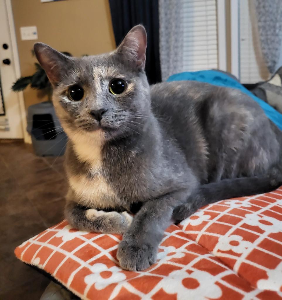 Marmalade, a Adoptable mixed breed in Buford, GA image 4/6