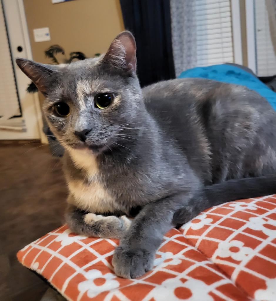 Enlarge Marmalade, a Adoptable mixed breed in Buford, GA image 2/6