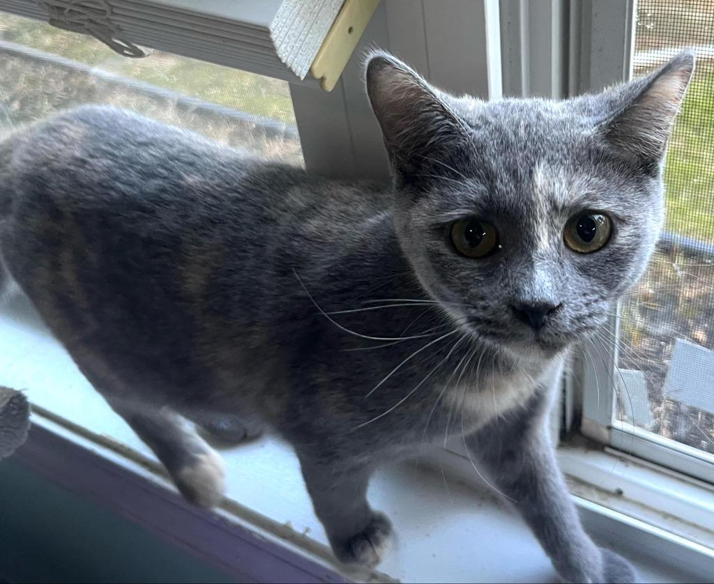 Enlarge Marmalade, a Adoptable mixed breed in Buford, GA image 3/6