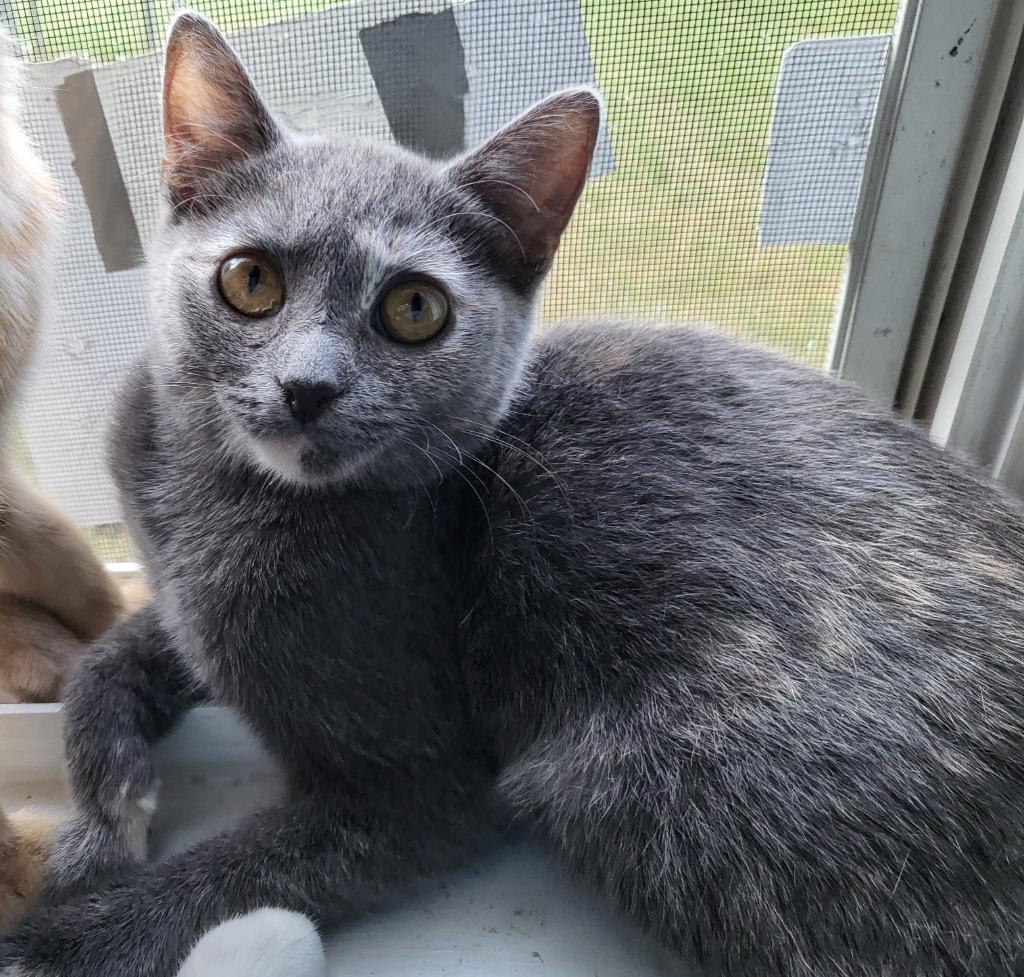 Enlarge Marmalade, a Adoptable mixed breed in Buford, GA image 4/6