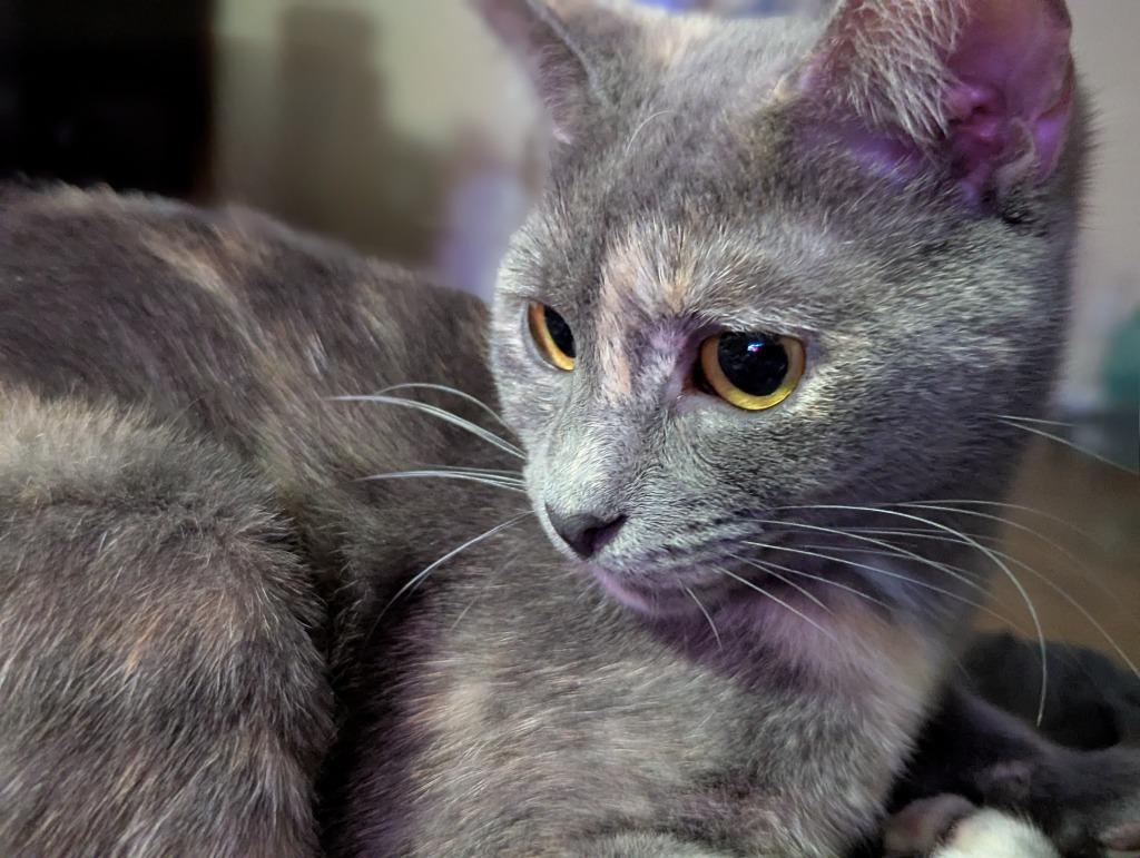 Enlarge Marmalade, a Adoptable mixed breed in Buford, GA image 6/6