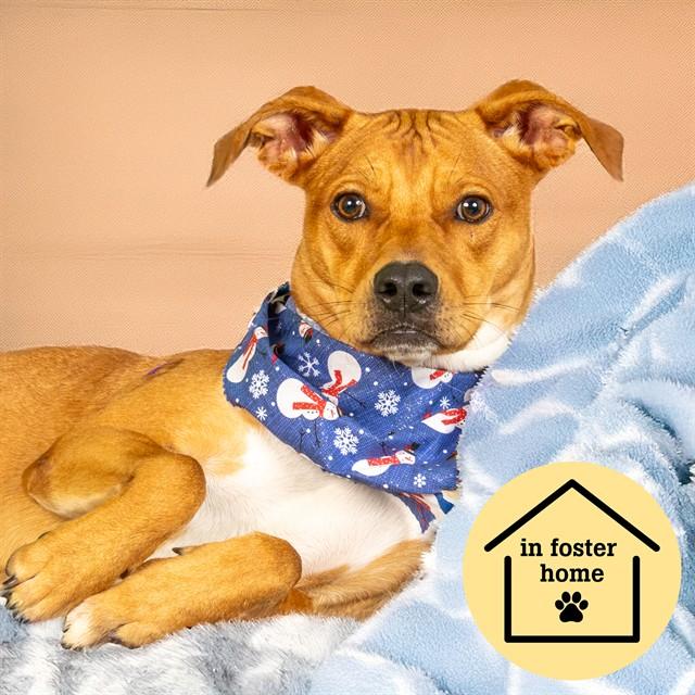 SCALLOP, Adoptable, Young Female Beagle & Mixed Breed.