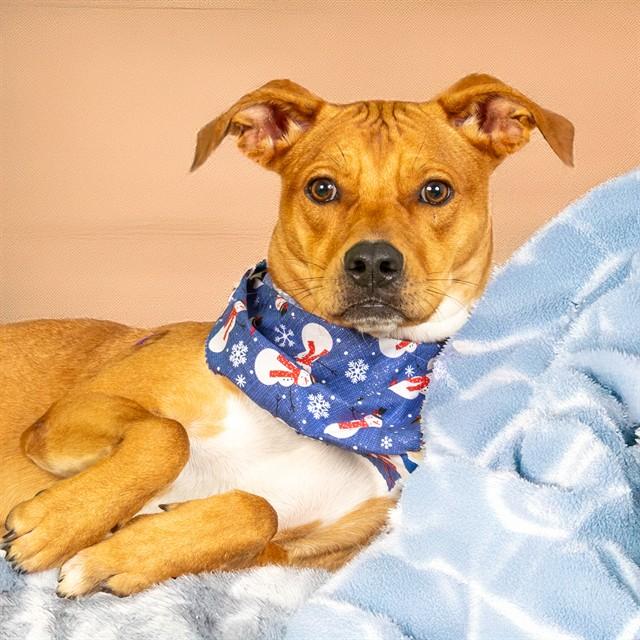 Enlarge SCALLOP, a Adoptable mixed breed in Saint Louis, MO image 1/1