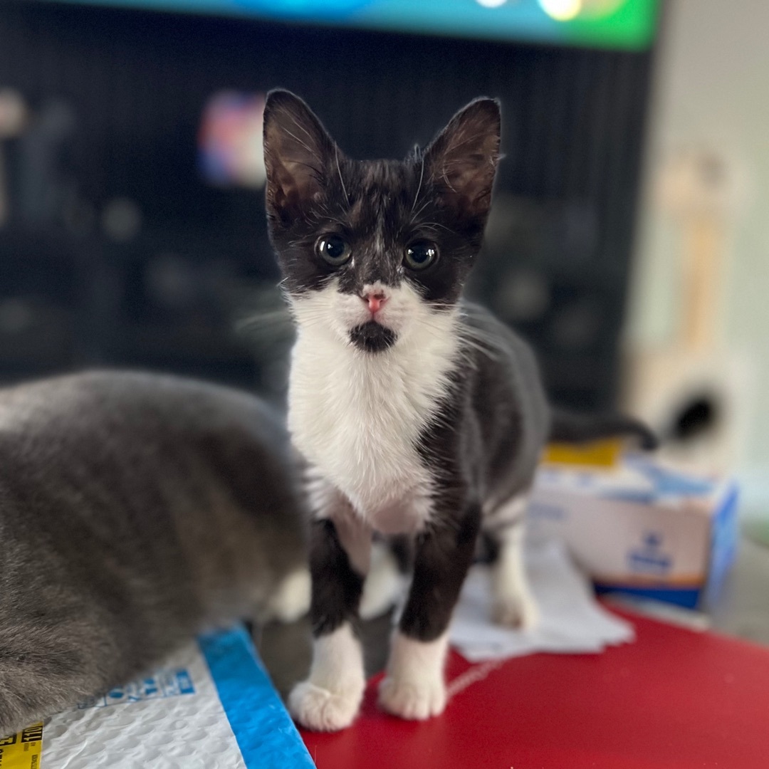 Pop & Corn (Bonded Siblings), Adopted, Kitten Male Domestic Long Hair & Domestic Medium Hair.