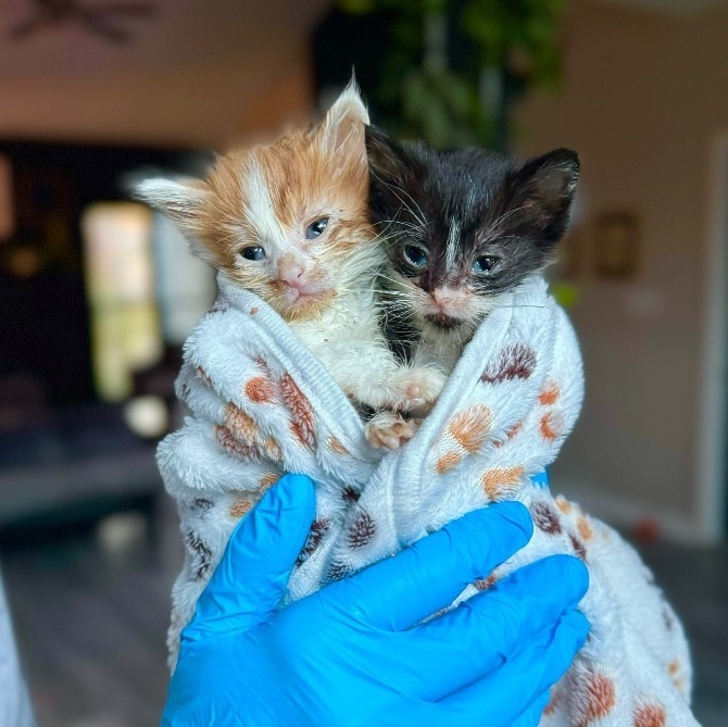 Enlarge Pop & Corn (Bonded Siblings), a Adopted mixed breed in Cornelius, NC image 2/6