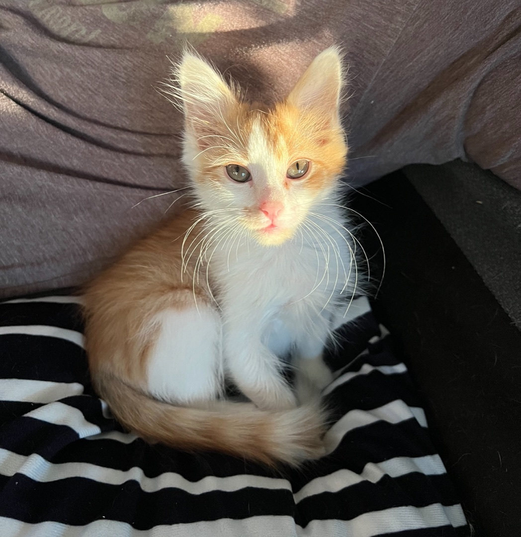 Enlarge Pop & Corn (Bonded Siblings), a Adopted mixed breed in Cornelius, NC image 3/6