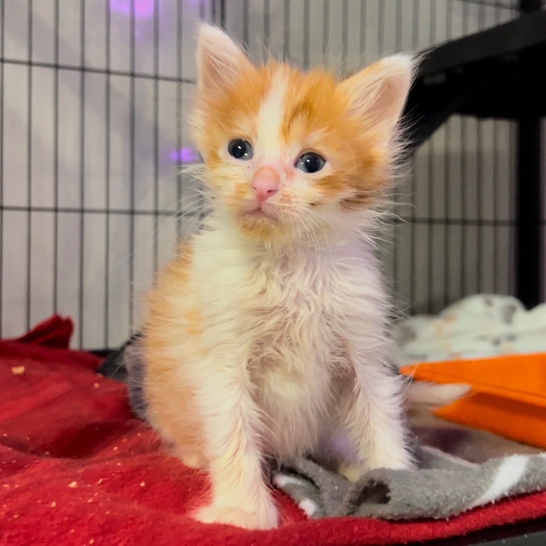 Enlarge Pop & Corn (Bonded Siblings), a Adopted mixed breed in Cornelius, NC image 4/6