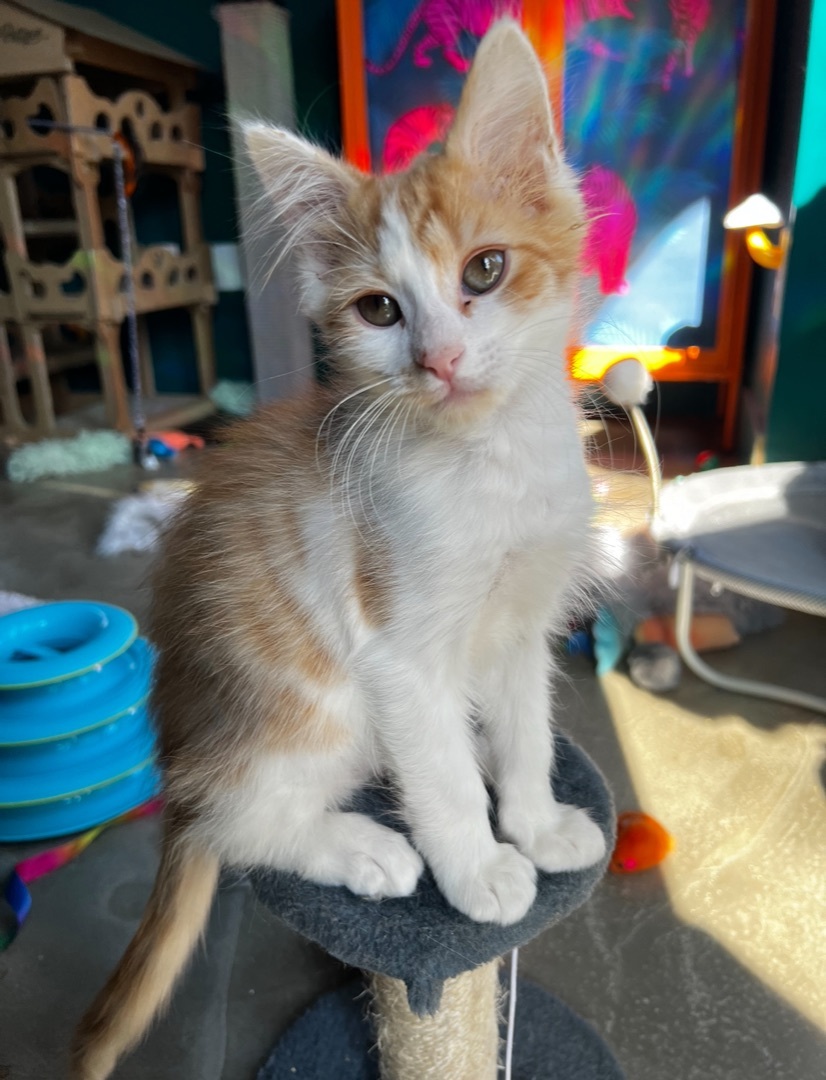 Enlarge Pop & Corn (Bonded Siblings), a Adopted mixed breed in Cornelius, NC image 5/6