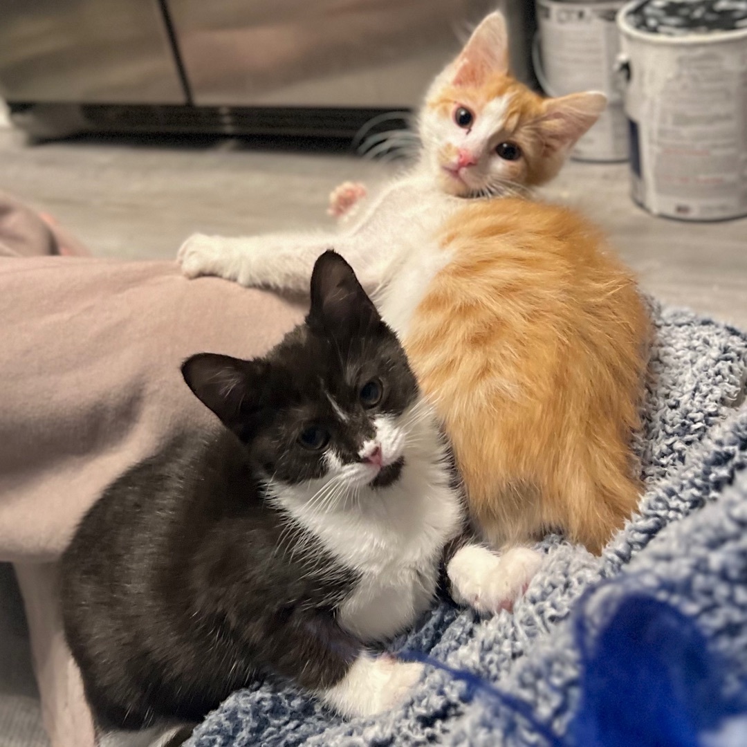 Enlarge Pop & Corn (Bonded Siblings), a Adopted mixed breed in Cornelius, NC image 6/6