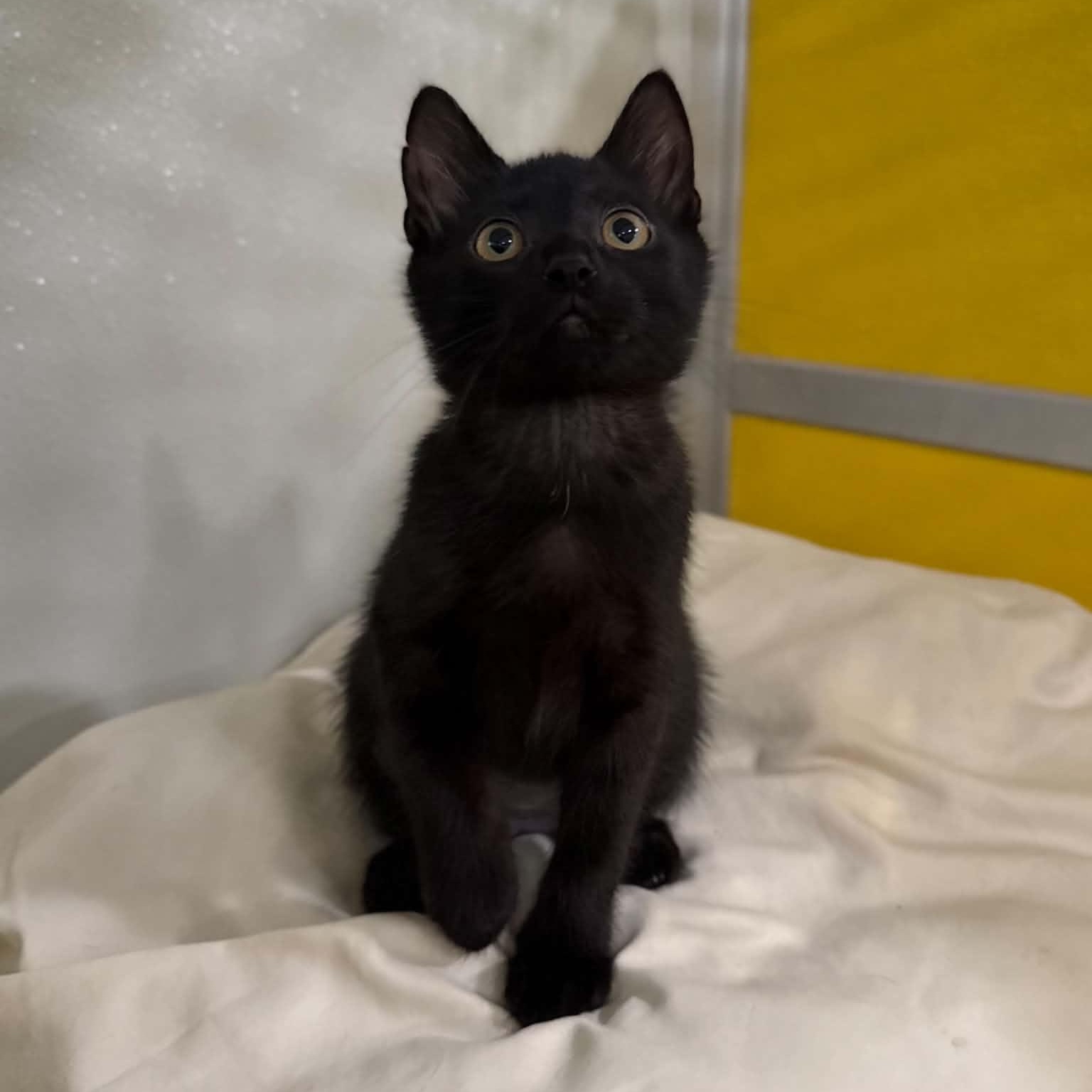 Enlarge Tortellini, a Adoptable mixed breed in Penn Yan, NY image 2/6