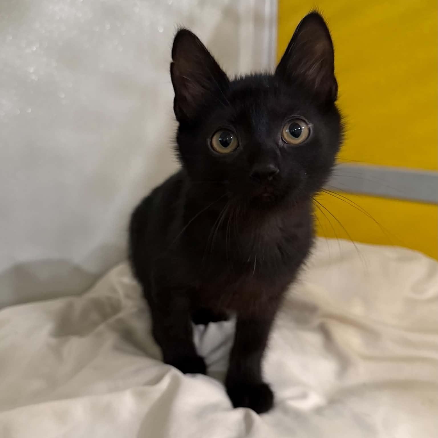 Enlarge Tortellini, a Adoptable mixed breed in Penn Yan, NY image 5/6