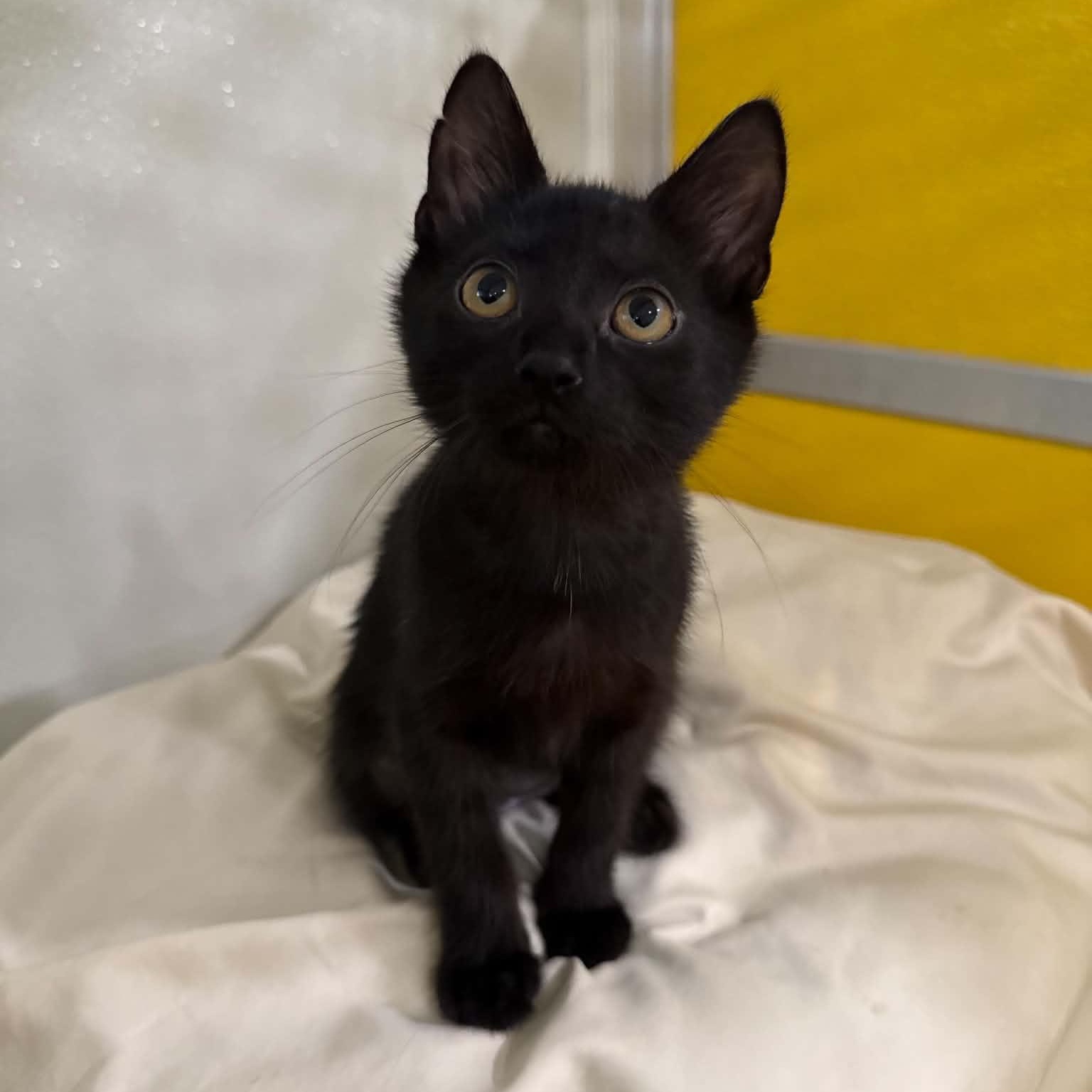 Tortellini, Adoptable, Kitten Female Domestic Short Hair.
