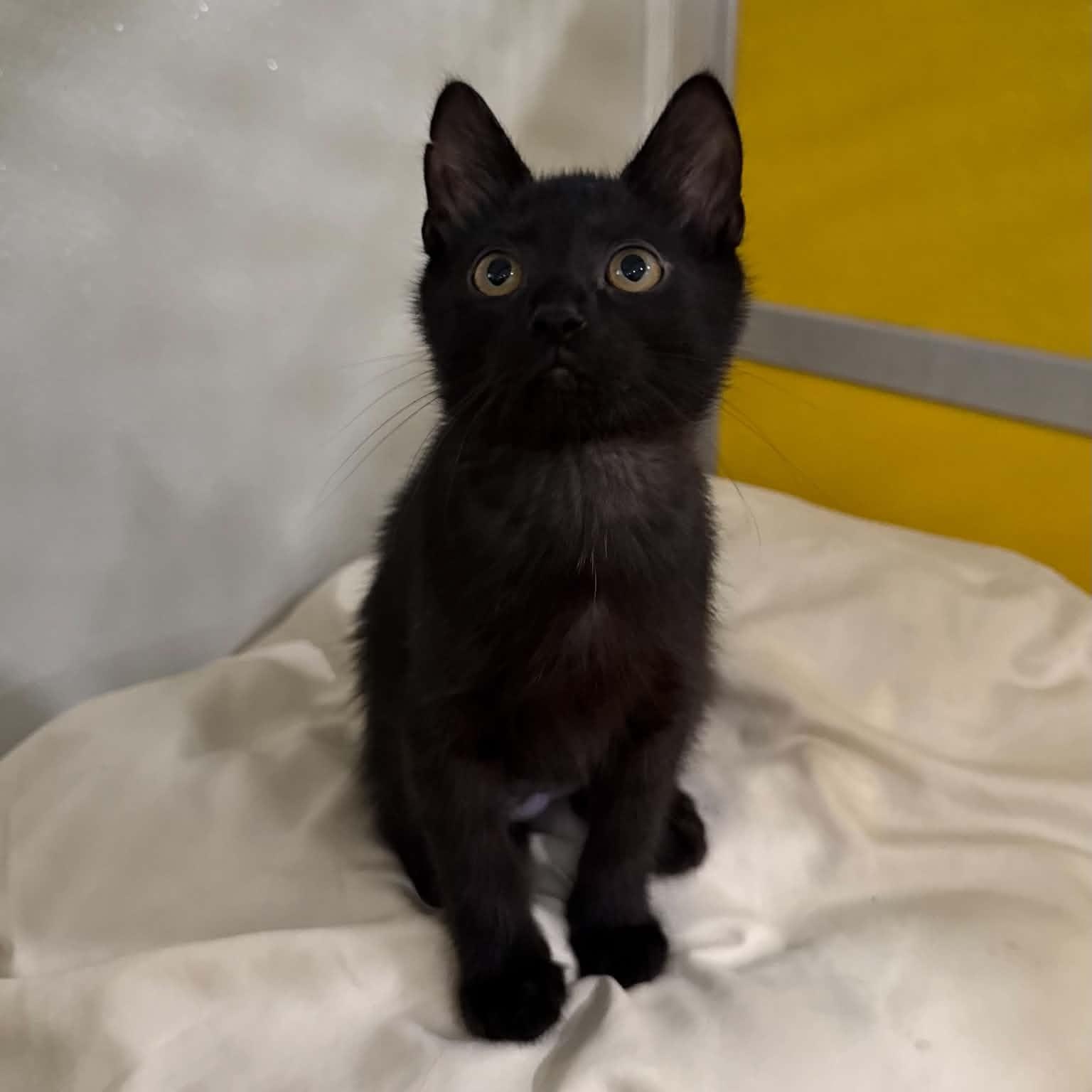 Enlarge Tortellini, a Adoptable mixed breed in Penn Yan, NY image 4/6