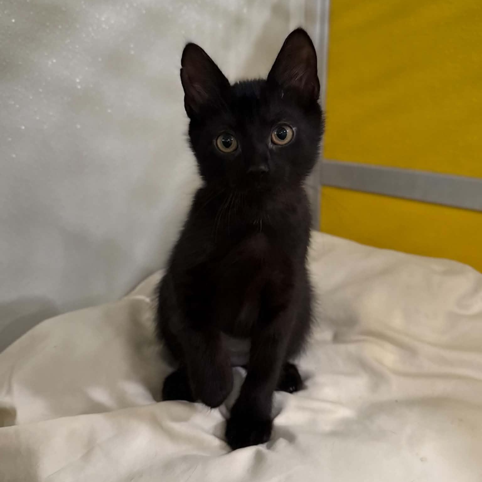 Enlarge Tortellini, a Adoptable mixed breed in Penn Yan, NY image 3/6