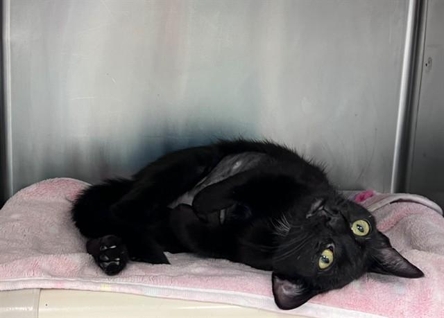 Enlarge ISLA, a Adoptable Domestic Short Hair in Palo Alto, CA image 1/1