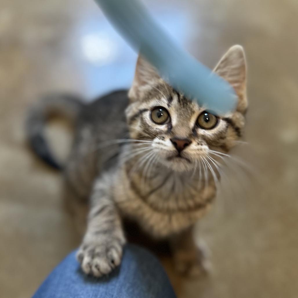 Jade, Adoptable, Kitten Female Domestic Short Hair.