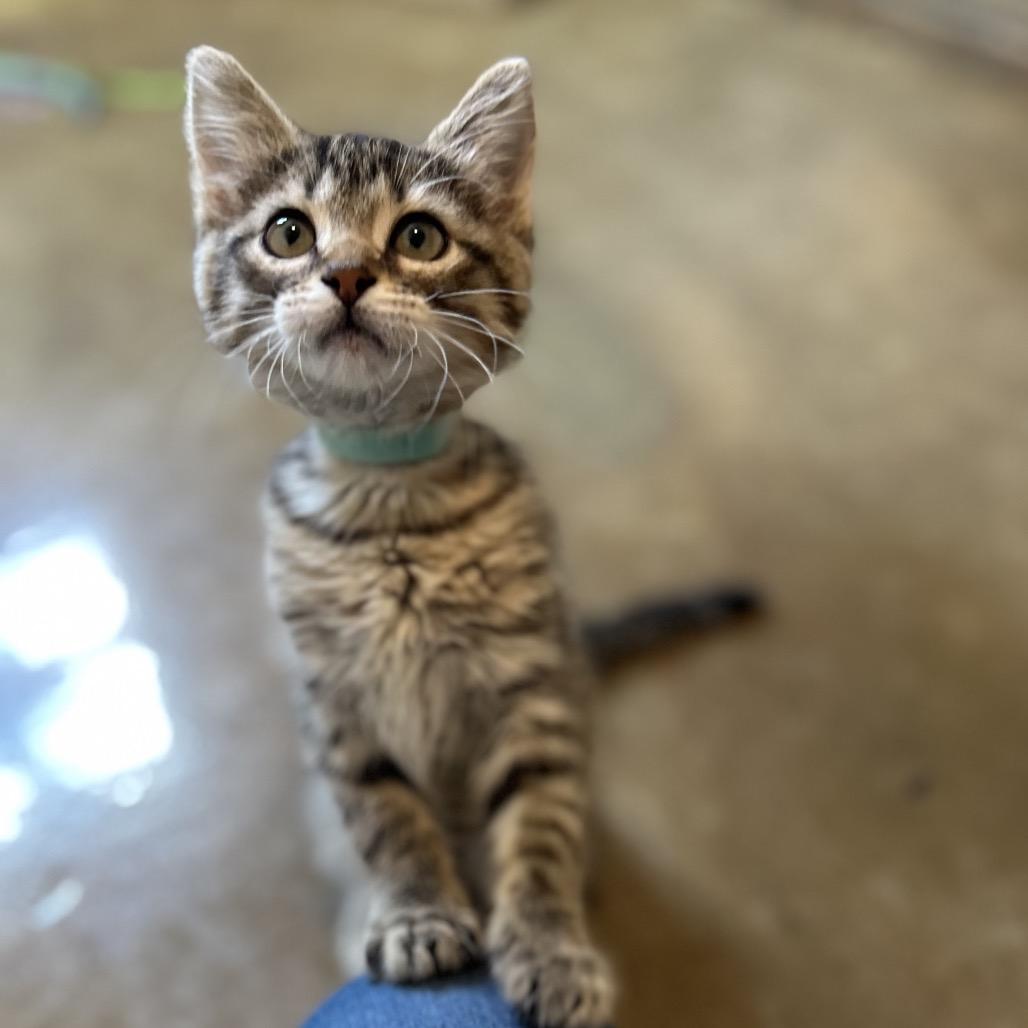 Enlarge Jade, a Adoptable Domestic Short Hair in Green Bay, WI image 2/6