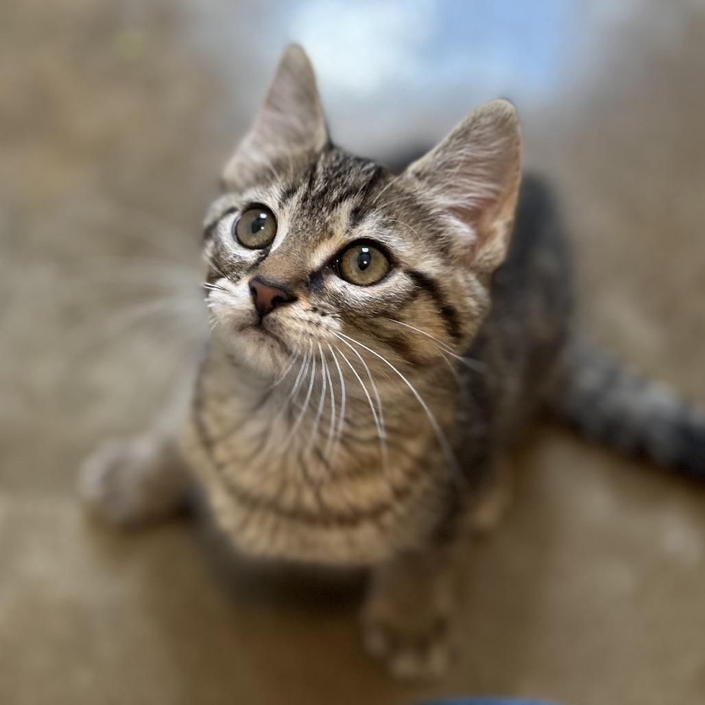 Enlarge Jade, a Adoptable Domestic Short Hair in Green Bay, WI image 3/6