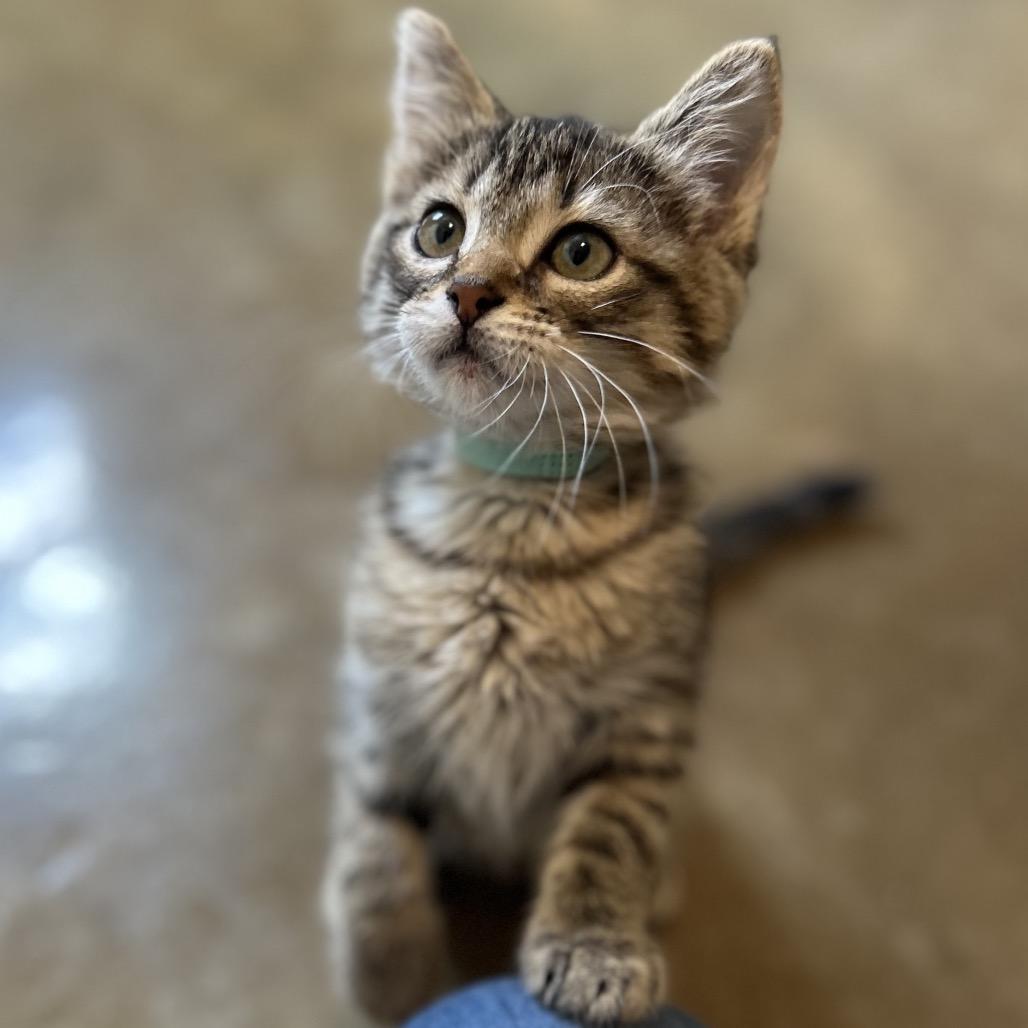 Enlarge Jade, a Adoptable Domestic Short Hair in Green Bay, WI image 4/6